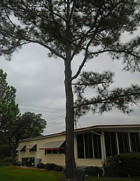 Pine tree removal near home