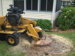 Stump grinding pine tree