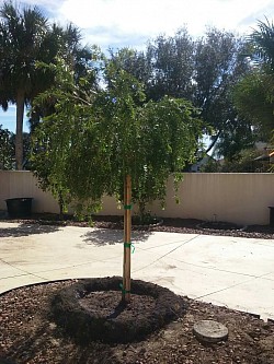 weeping bottlebrush