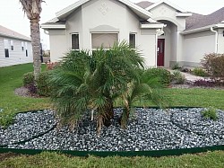 Phoenix robullini palm