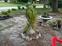 ponytail palm