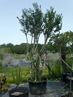 crape myrtle