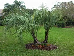 Pindo palm (double)