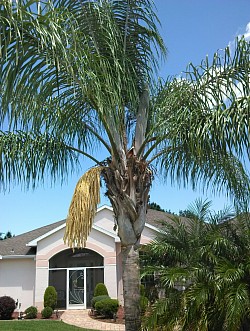 Queen palm (in bloom)