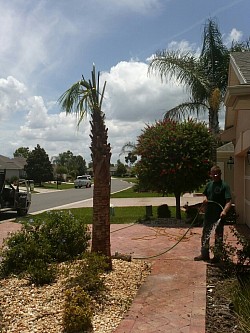 Sabal or cabbage palm. Fl state tree (hurricane cut)