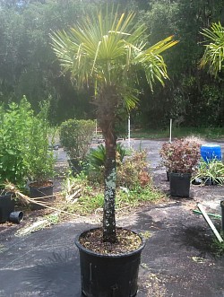 European fan palm