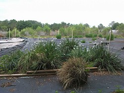 lilly grasses