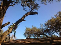 Very large tree removed over home 